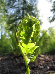 SX06306 Royal Fern (Osmunda regalis).jpg